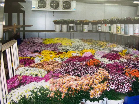 Galston Coolroom Flower Farm 1998