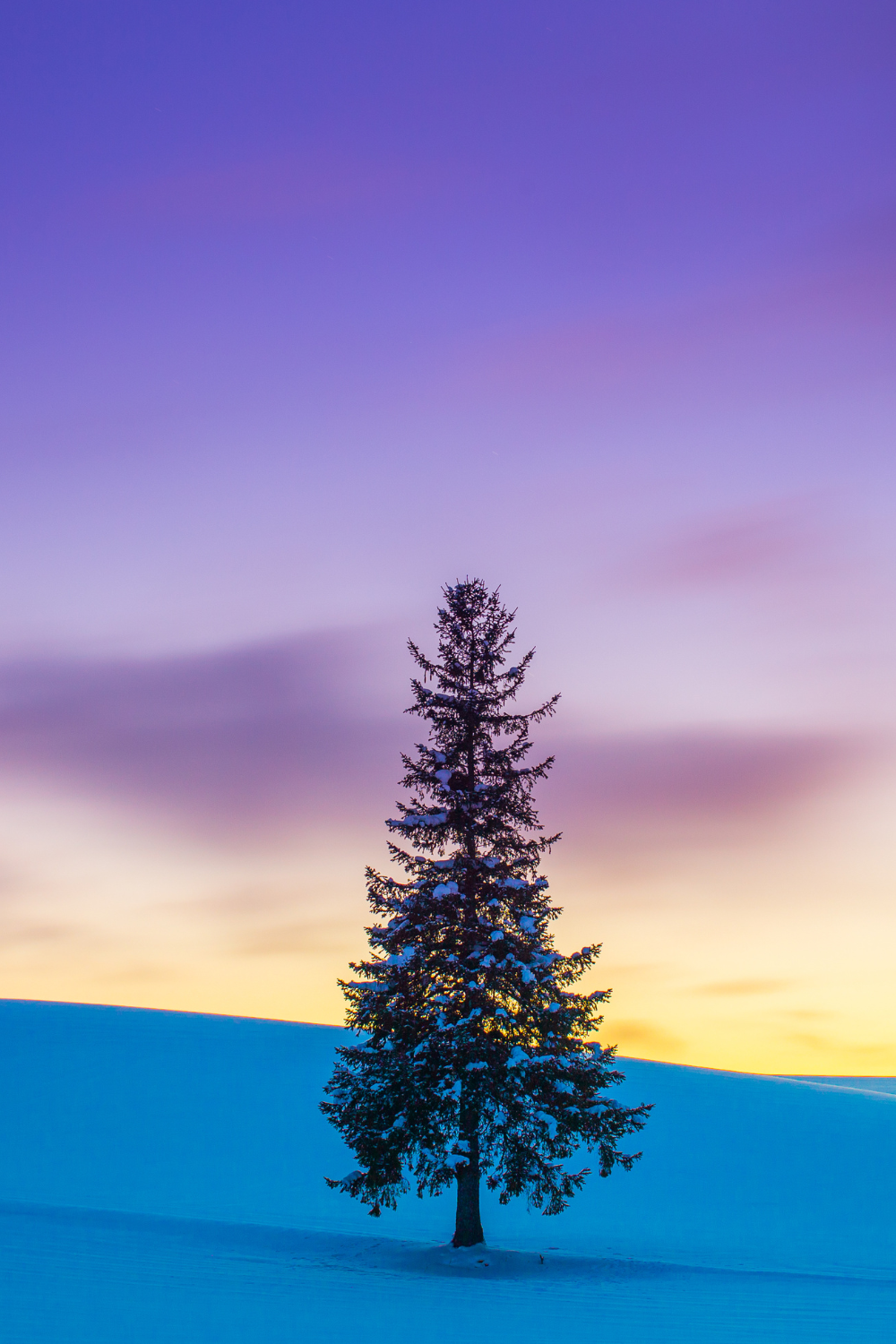 Stand alone tree in the snow during sunset.