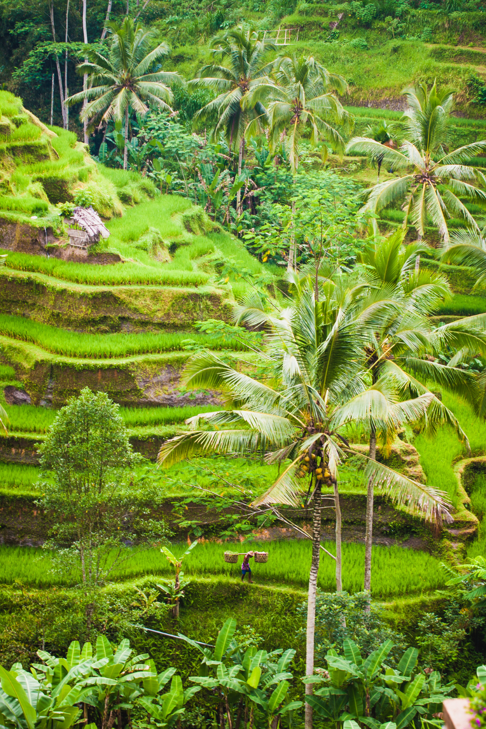 Corp fields on mountain side in Ubud, Indonesia