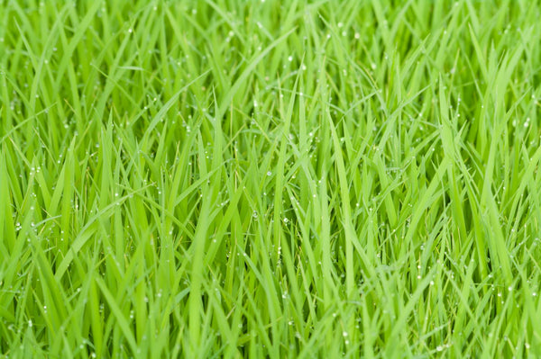 Lush green lawn with morning dew