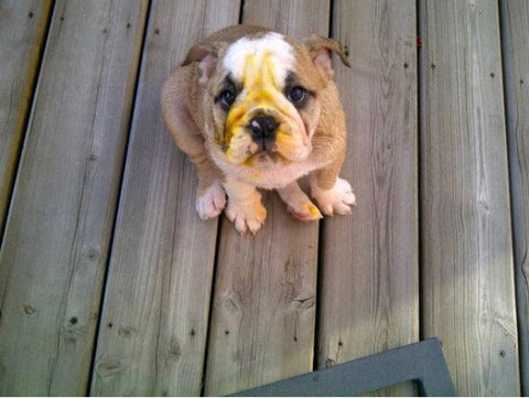 Clover English Bulldog