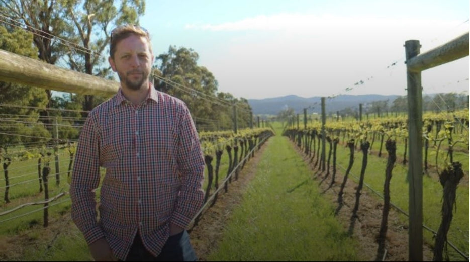 Viticulturist handpicked wines