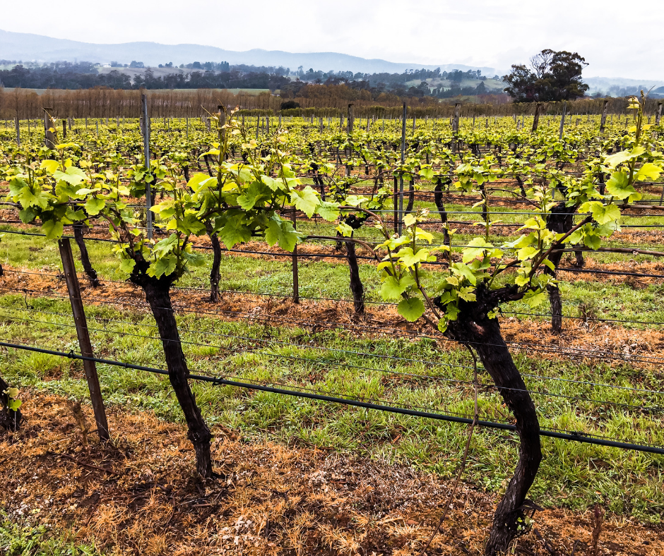 organized Wine vineyard australia