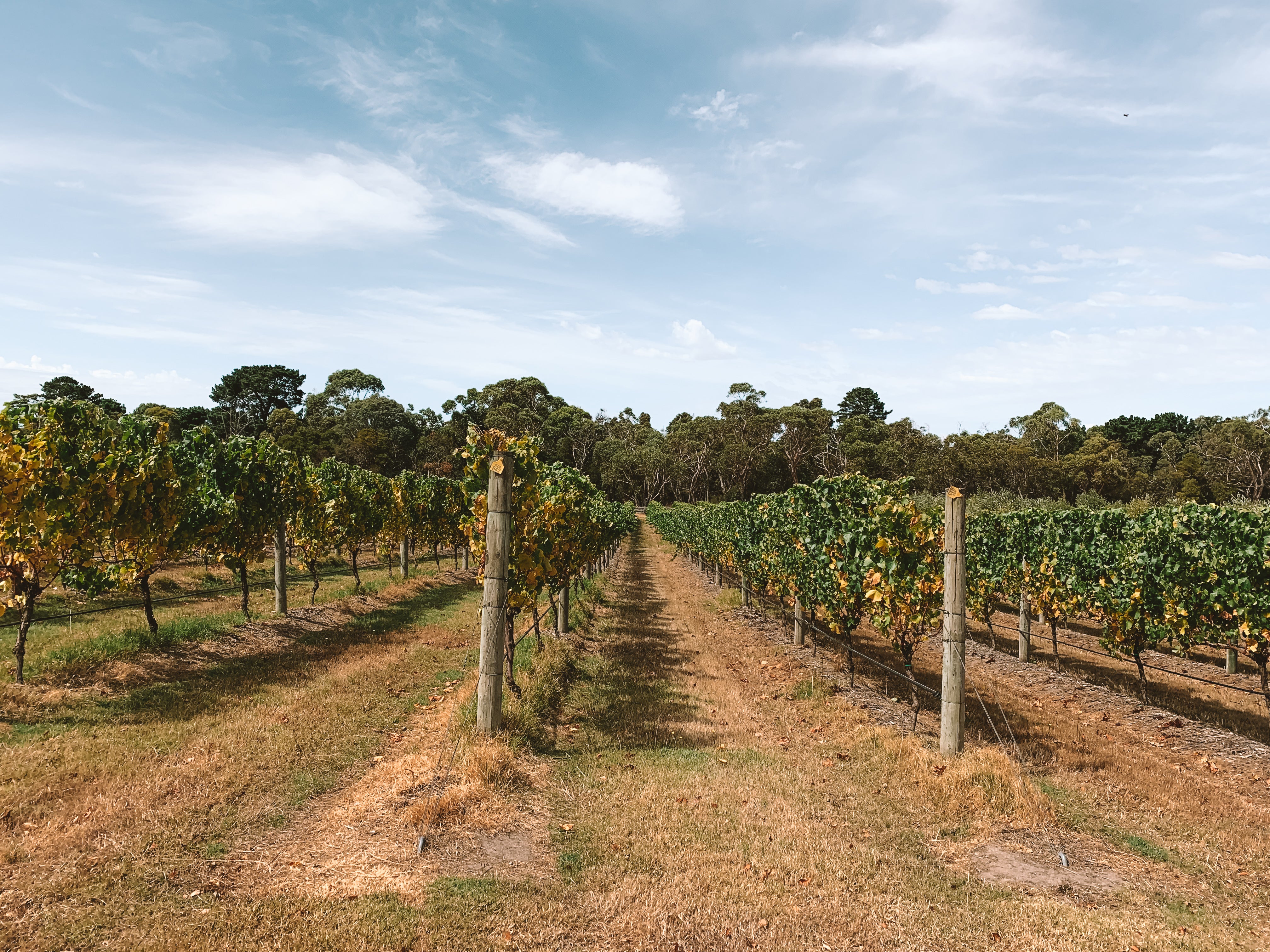 Handpicked wine vineyard australia