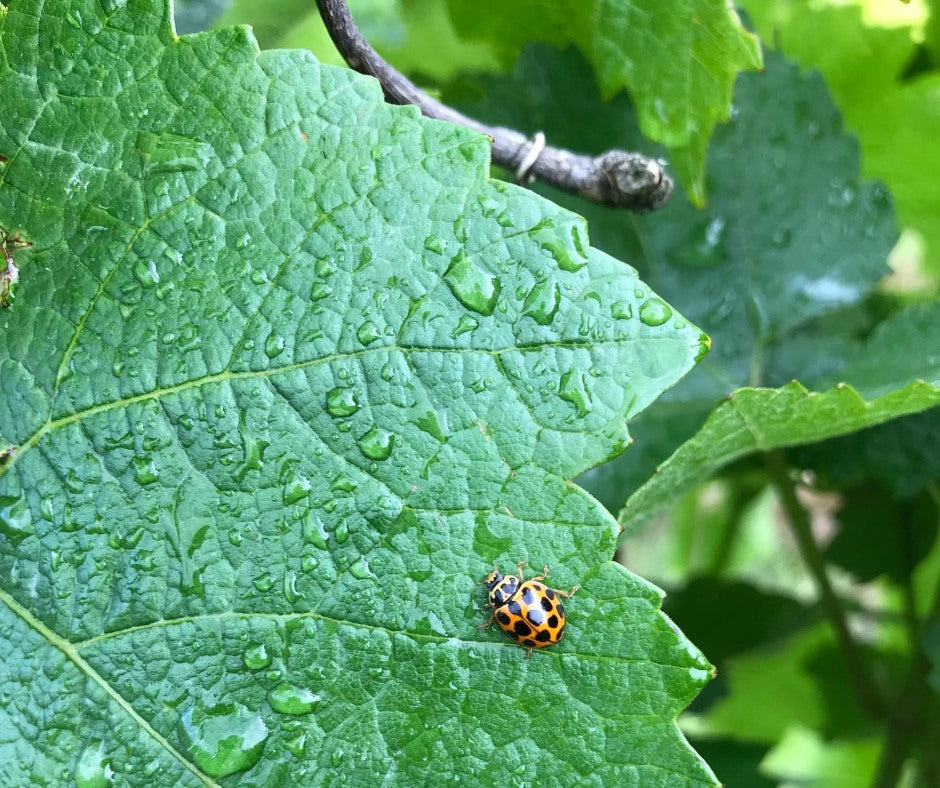 Ladybugs on grapes leaf