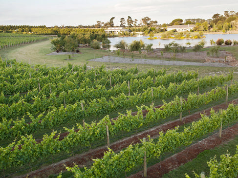 Capella Vineyard, Mornington Peninsula, Victoria, Australia