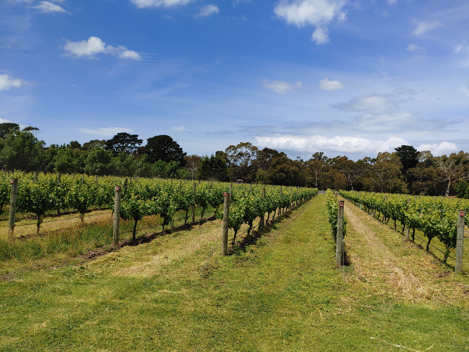 Vineyard in australia