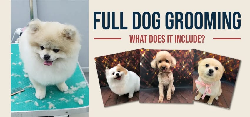 What full dog grooming services include in Singapore?