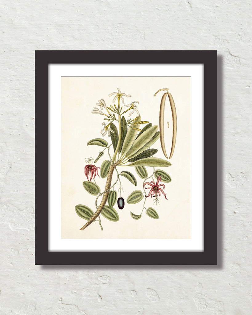 Catesby Botanical Print No. 93 Art Print – Belle Maison Art