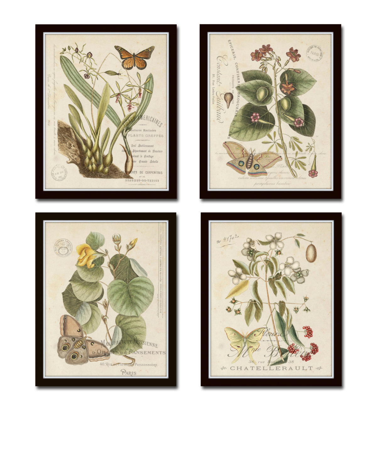 antique botanical drawings