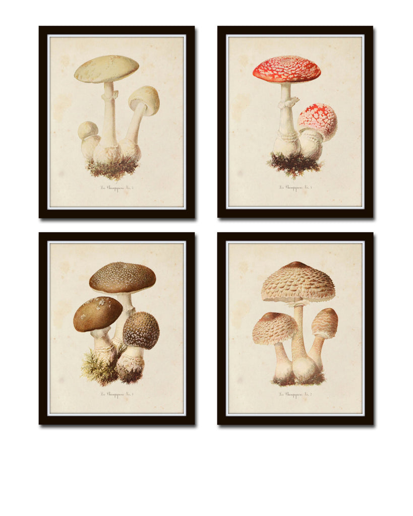 Mushroom Vegetable Art Print Set No. 3 – Belle Maison Art