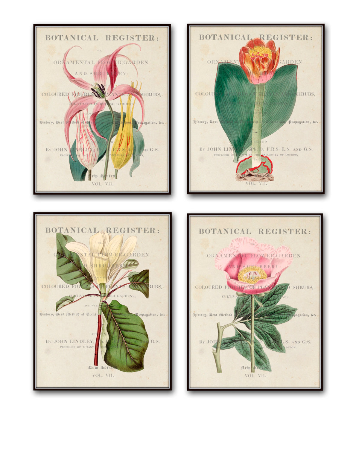 antique botanical drawings