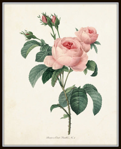 Redoute Roses Botanical Print Set No 1 Botanical Print Set Belle Maison Art