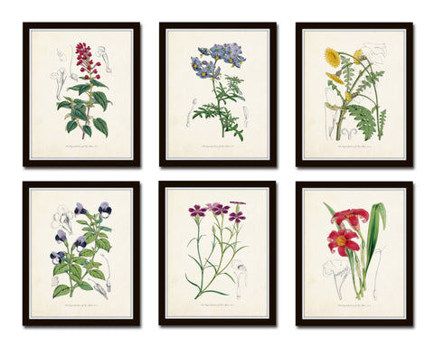 antique flower prints