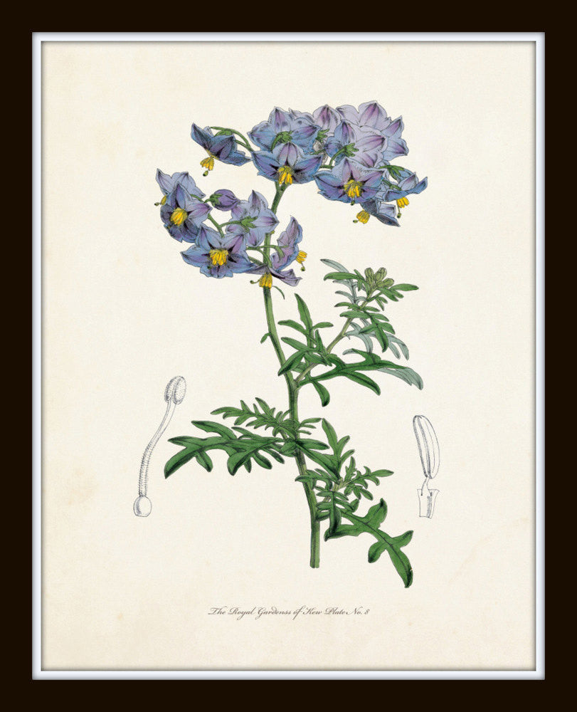 Botanical Garden Floral Print Set No. 17 – Belle Maison Art