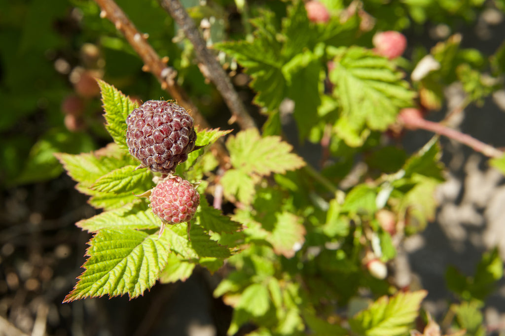 Blackcap raspberries growing in the forest