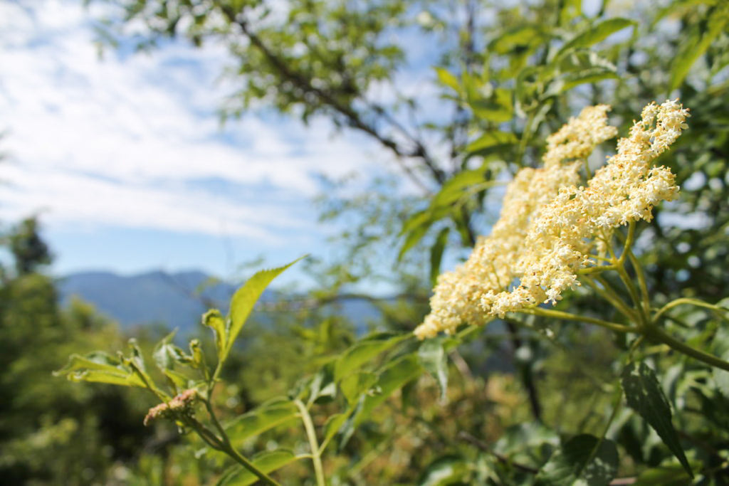 An elderflower umbel with mountains in the background