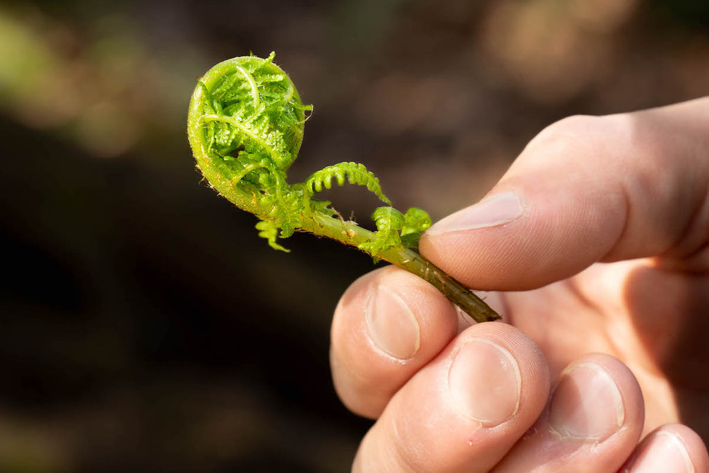 A lady fern fiddlehead close up