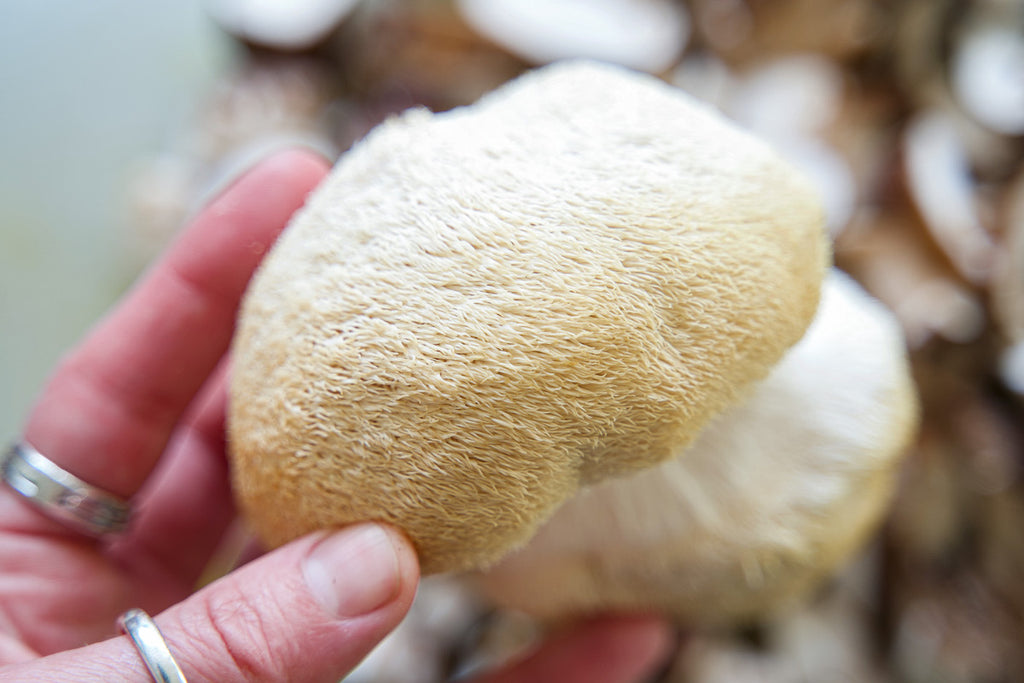 A close-up of the unique texture of lion's mane mushroom