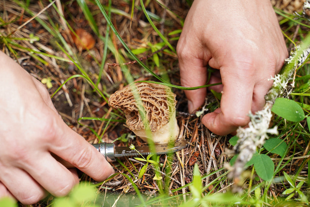 A morel mushroom being harvested