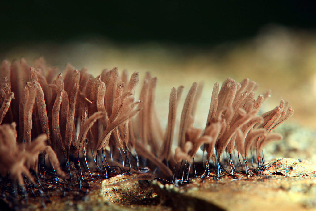 Wearable mushroom technology being tested