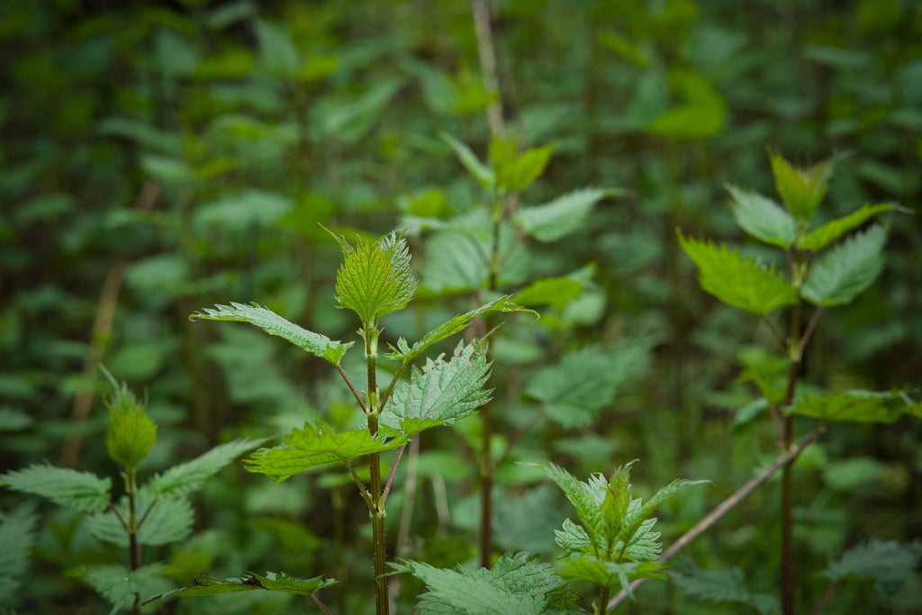 Stinging nettles in the forest