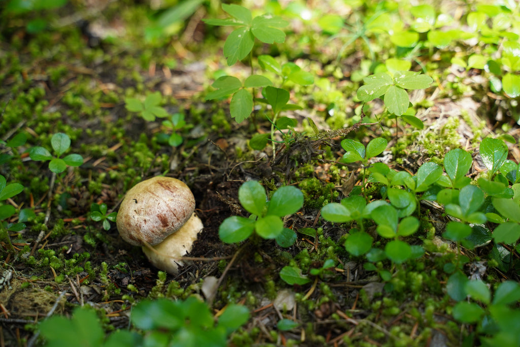 A tiny porcini mushroom poking out of the ground