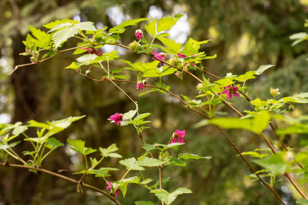 Salmonberry plants growing in a forest
