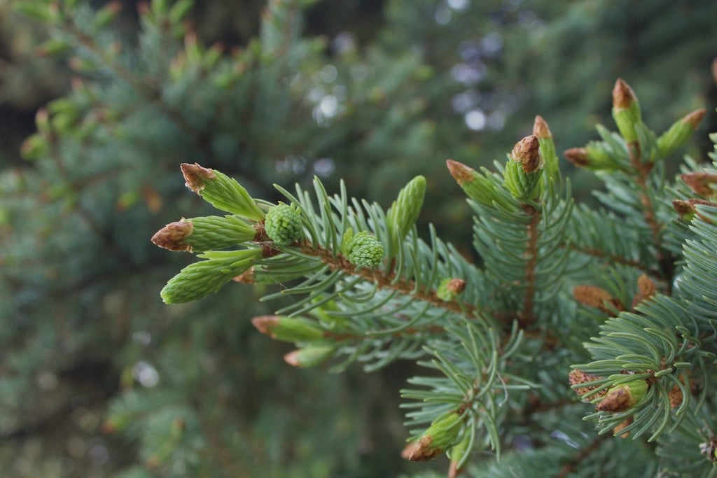 Spruce tips in the spring
