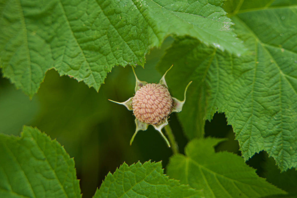 An unripe thimbleberry close up