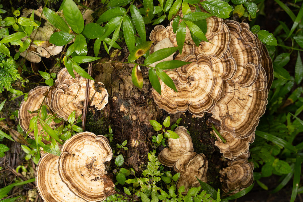 Turkey tail mushrooms growing in the jungle of Puerto Rico
