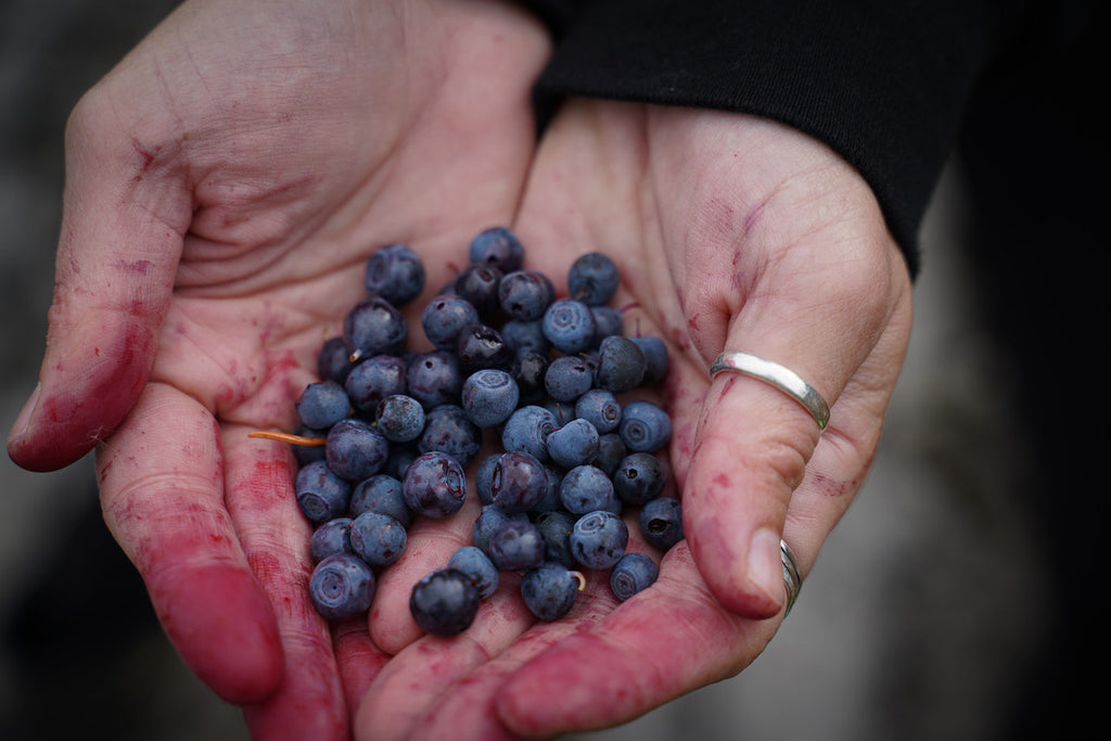 Stained hands holding wild blueberries