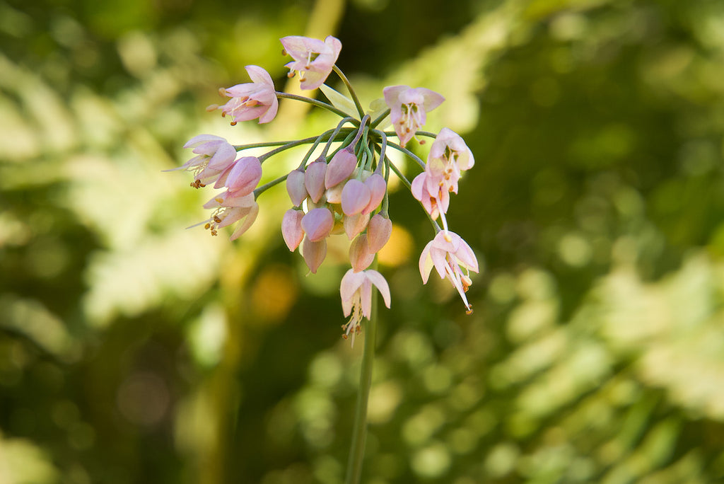 The flower of wild garlic up close