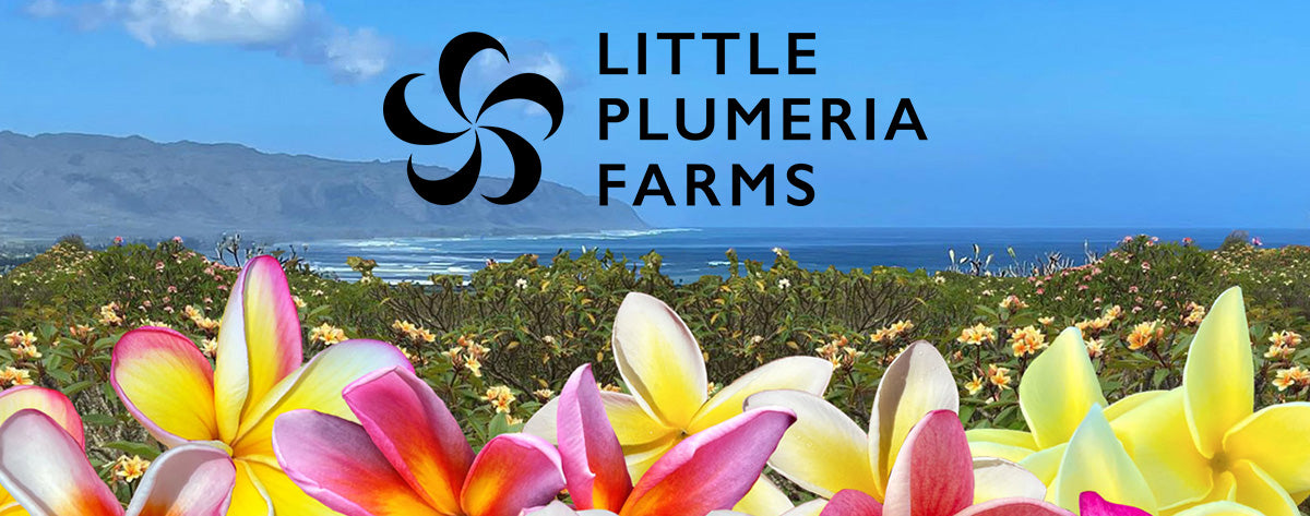 Little Plumeria Farms - North Shore, Oahu
