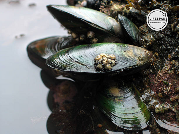 green lipped mussel's lifespan