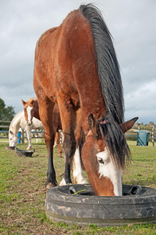 A horse rehydrating after an exercise session