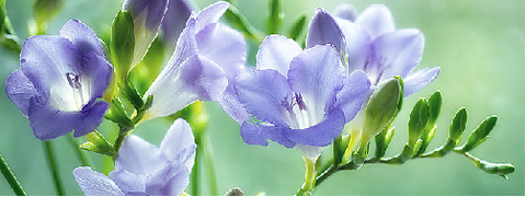 Freesia, Aquatic note