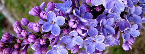 Hyacinth, Lilac