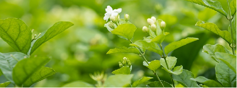 Lily of the valley, Jasmine, Wild rosehip