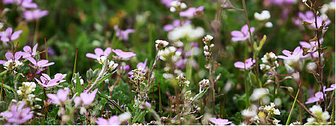 Violet leaf, Bellflower