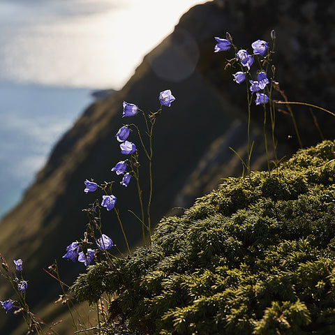 Sea salt bellflower perfume