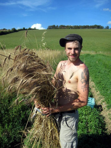 Brockwell Baker Vincent Talleu, gathers Blue Cone Rivet heritage wheat at Perry Court Farm, Kent