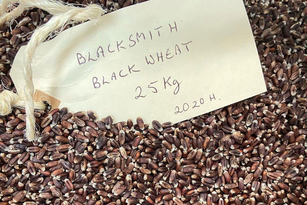 Blacksmith Wheat Grain 2020 harvest