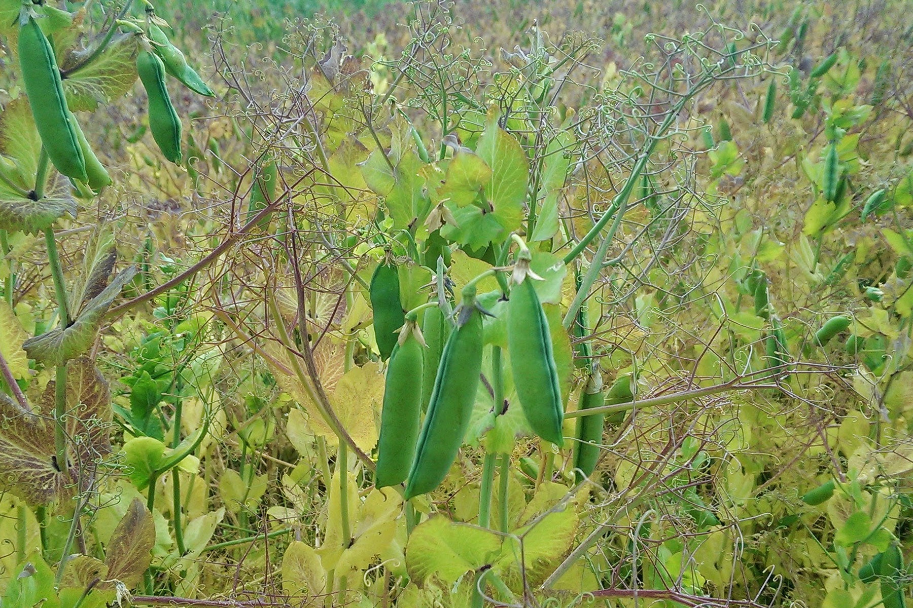 Organic Carlin Peas Ripening in the Field