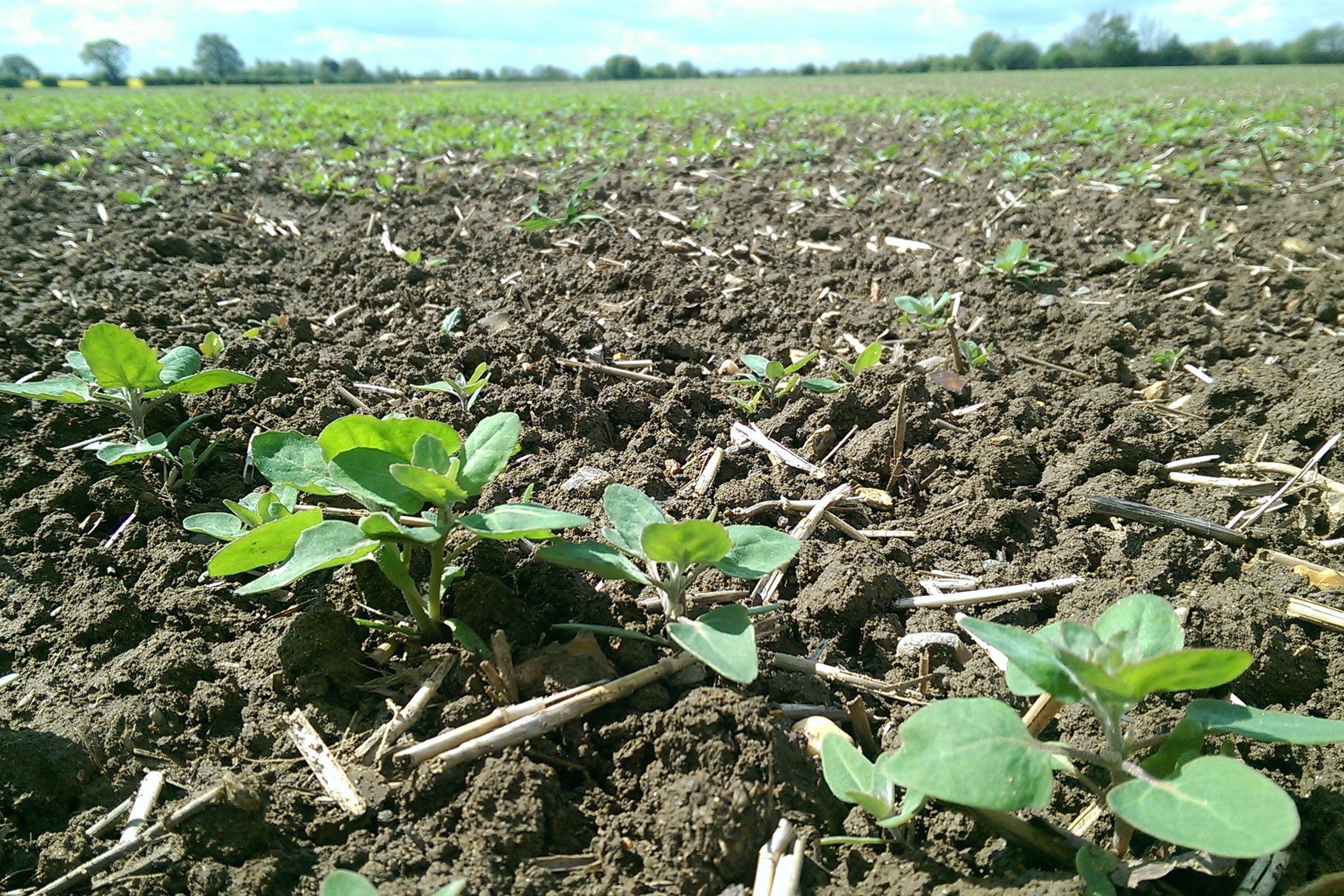 British Quinoa seedlings in an Essex field