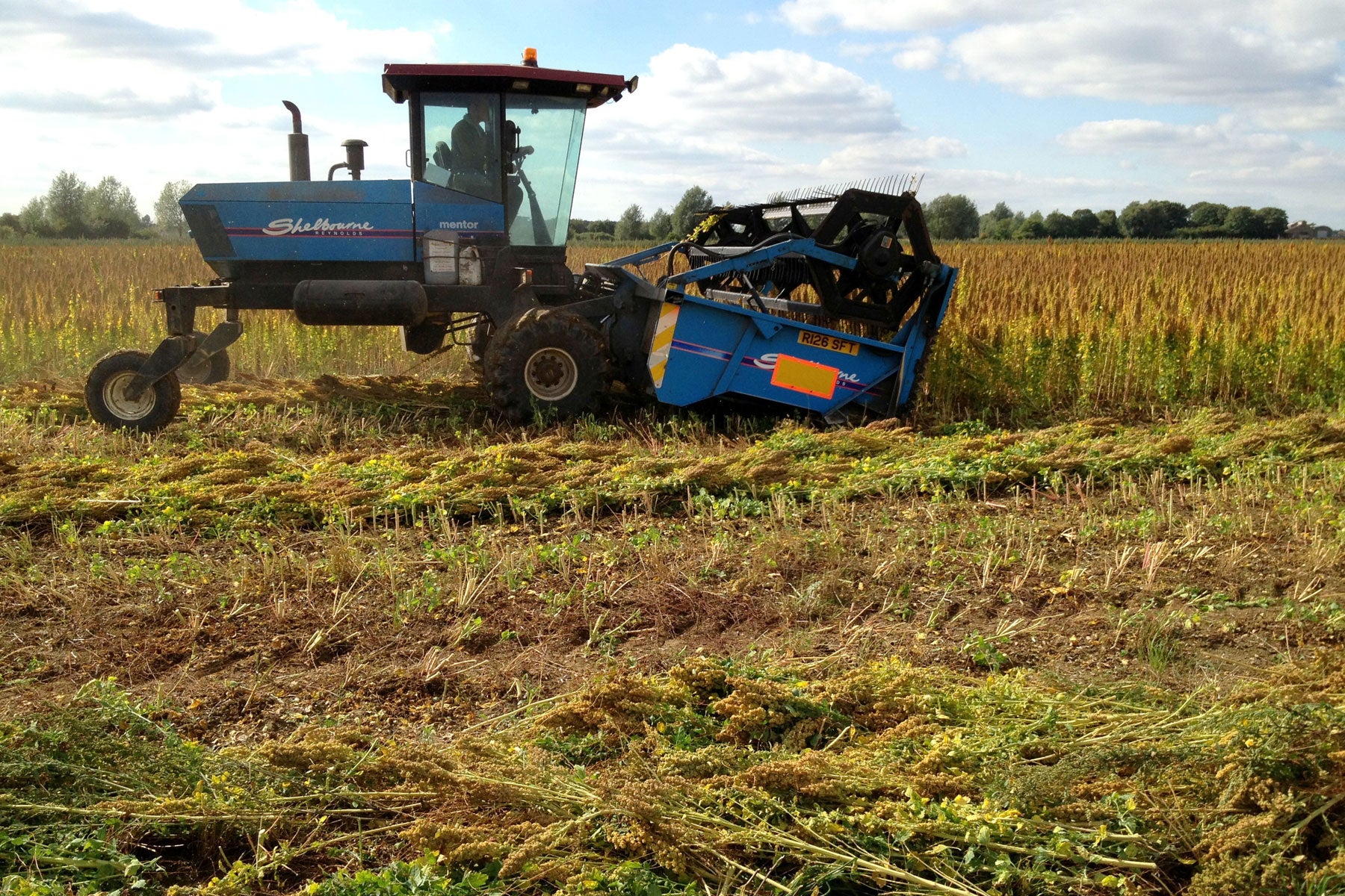 Swathing quinoa for harvest in September