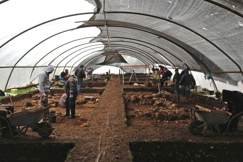 Fava Bean Excavation Site in Galilee Israel