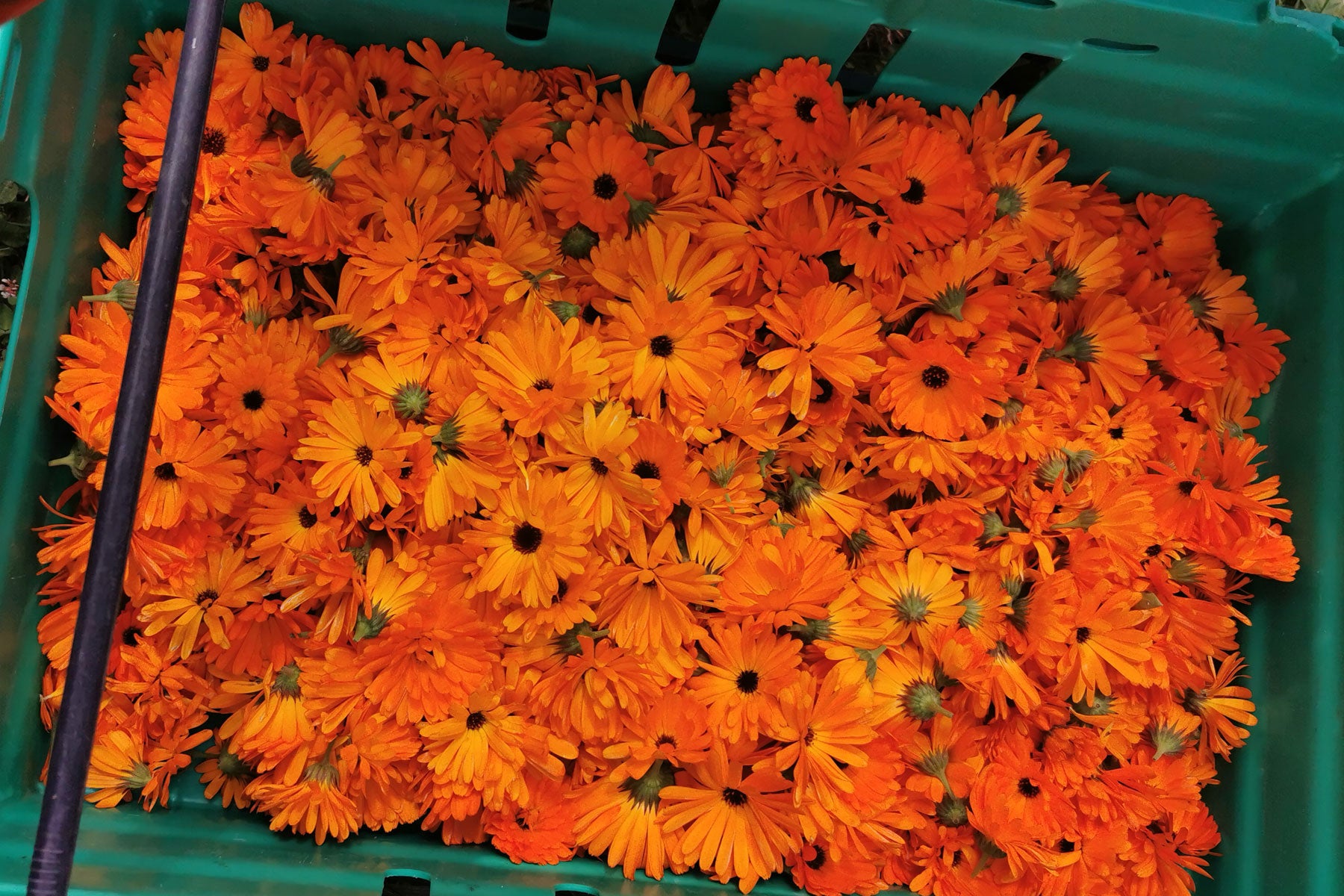 Fresh Marigold Flowers from Trenow Fields