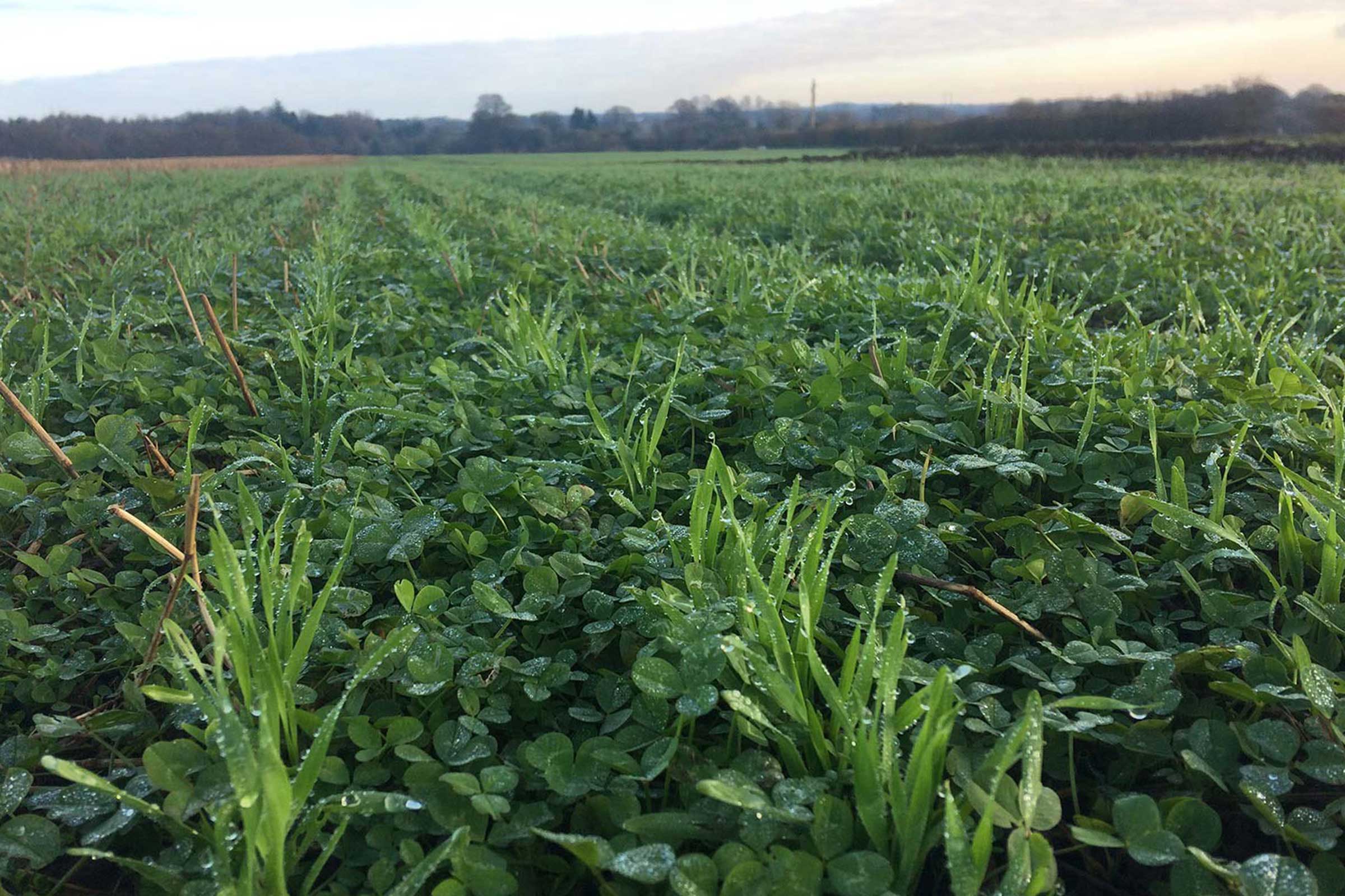 Clover mulch in arable field at Green Acres Farm, Shropshire