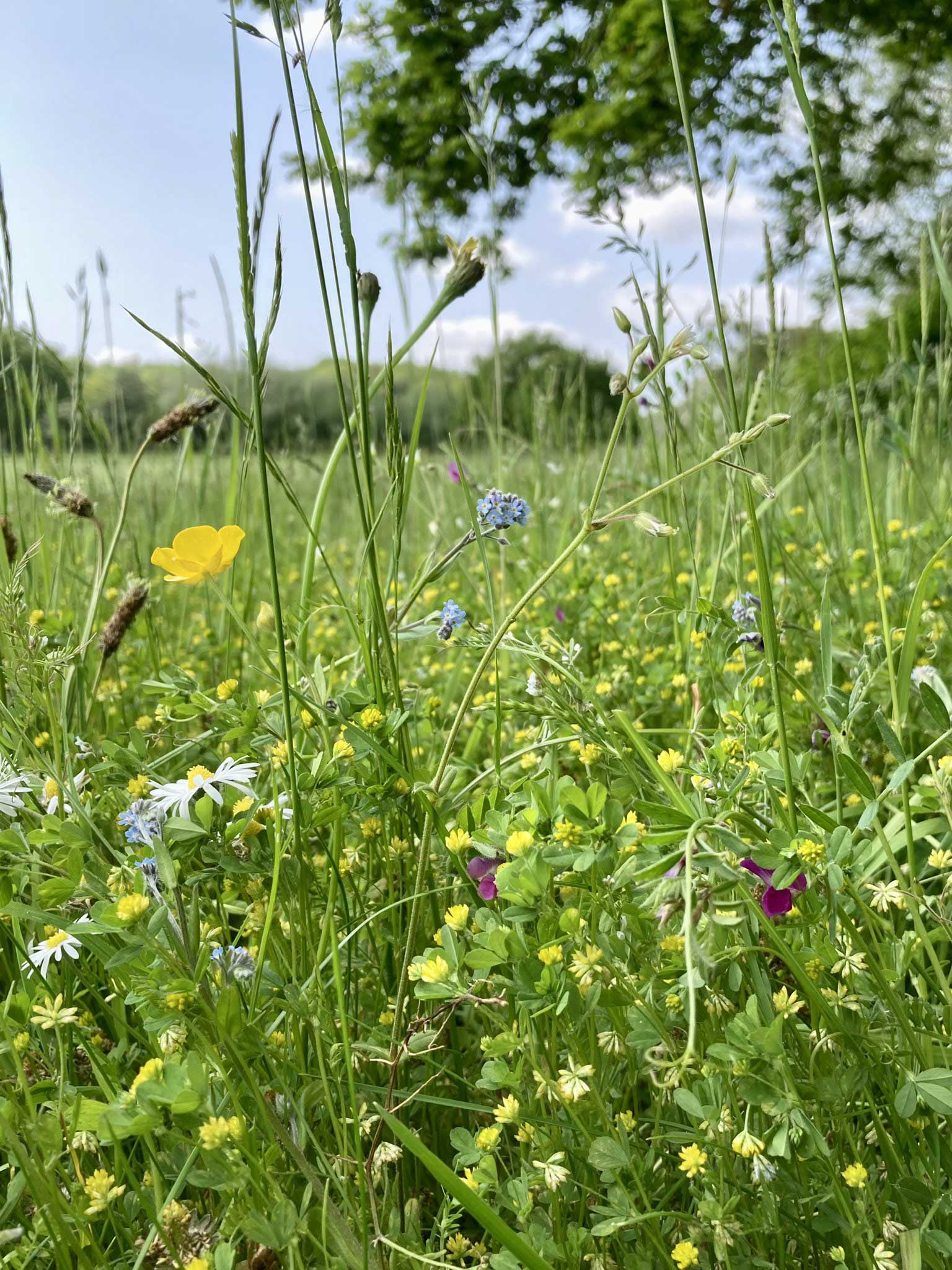 Wildflowers growing in field margin at Green Acres Farm, Shropshire